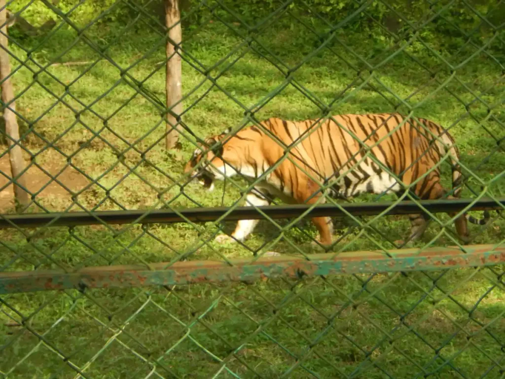Tiger_Sanjay_Gandhi_National_Park